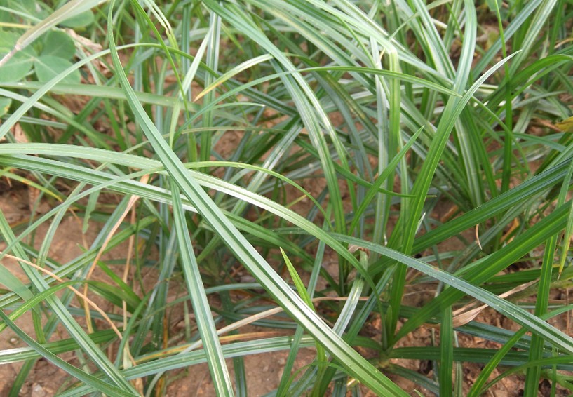 Cyperus zumula seed